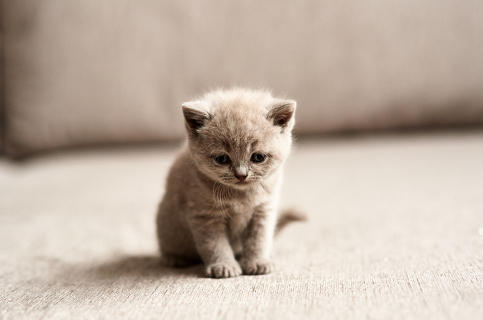 Lawakan Pandji Soal Kucing Mengalami Banyak Kontroversi Dari Pecinta Hewan